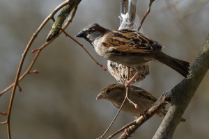 20260228 wh7 dxo9 resize